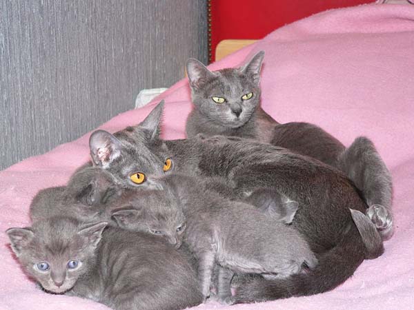 Korat Cat