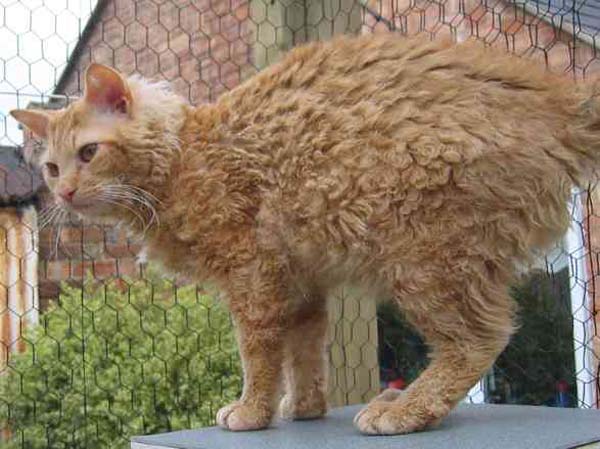 LaPerm Cat photo