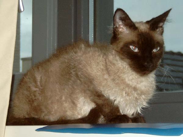 LaPerm Cat