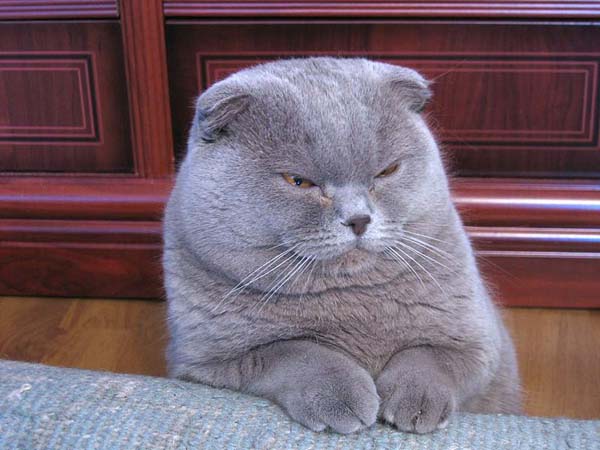 Scottish Fold Cat