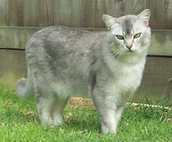 Burmilla Cat photo