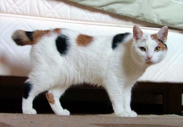 Manx Cat photo