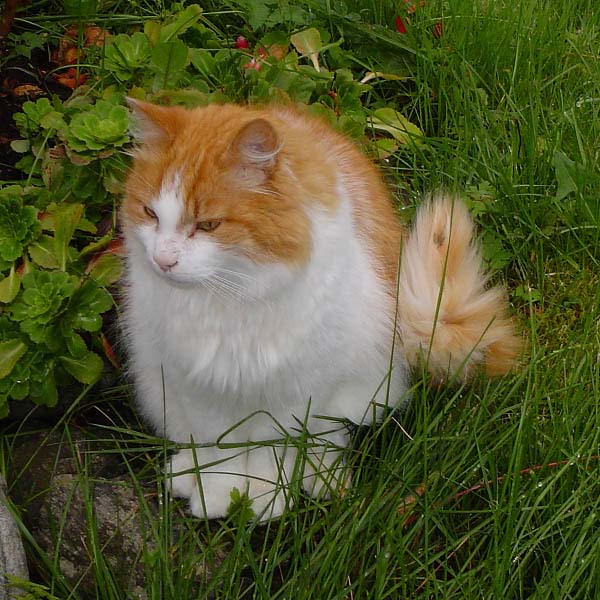 Norwegian Forest Cat photo