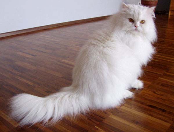 Persian Cat
