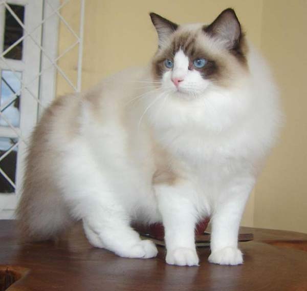 Ragdoll Cat photo