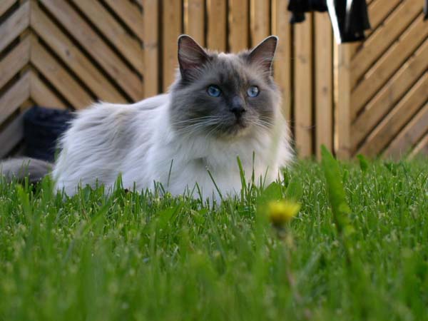 Ragdoll Cat photo