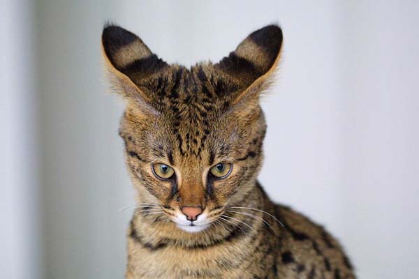 Savannah Cat photo