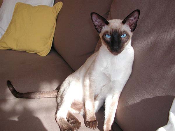 Siamese Cat photo
