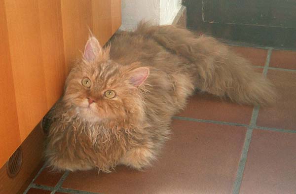 Selkirk Rex Cat