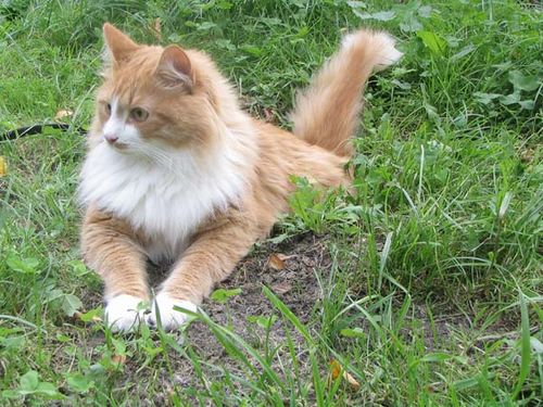 Siberian Cat photo