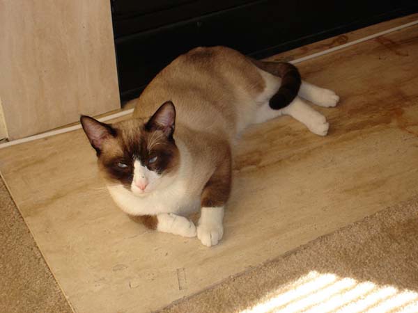 Snowshoe Cat