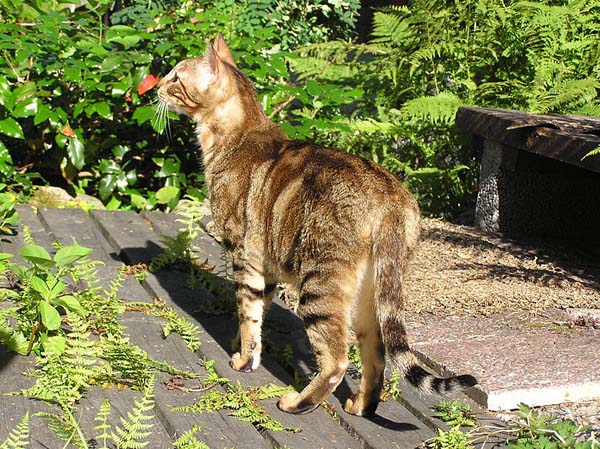 Sokoke Cat photo