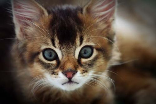 Somali Cat