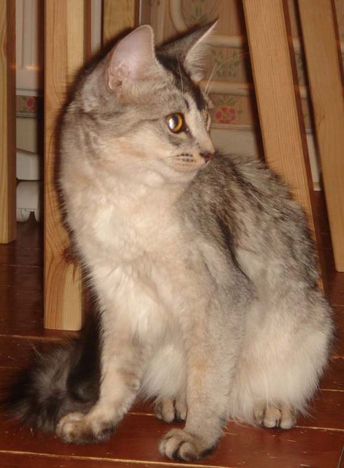 Somali Cat