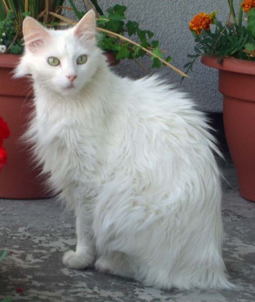 Turkish Angora Cat photo