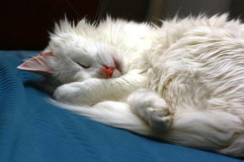 Turkish Angora Cat photo