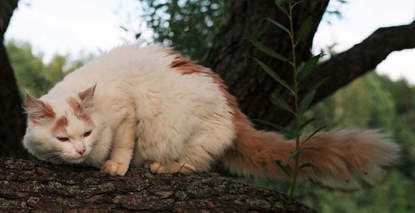Turkish Van Cat photo