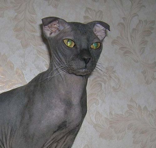Ukrainian Levkoy Cat photo