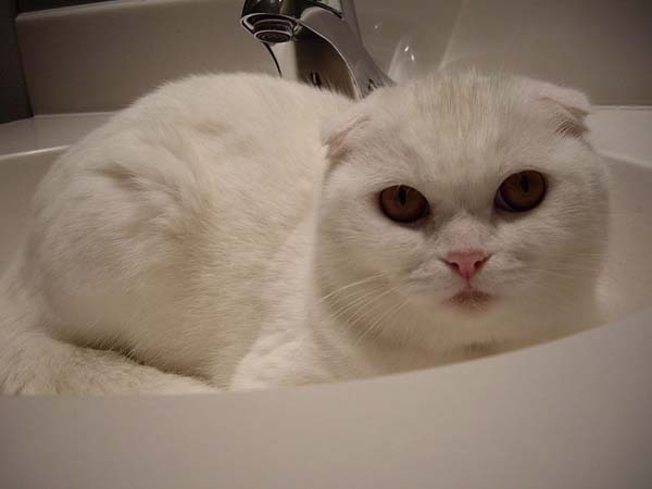 Scottish Fold Cat