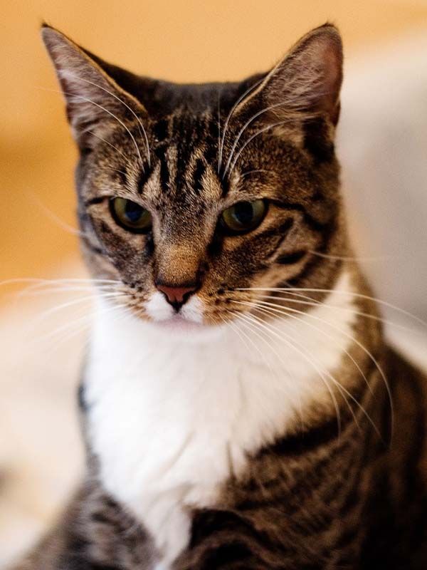 American Shorthair Cat photo