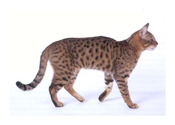 California Spangled Cat photo