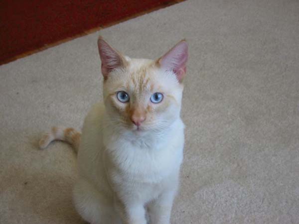 Colorpoint Shorthair Cat photo