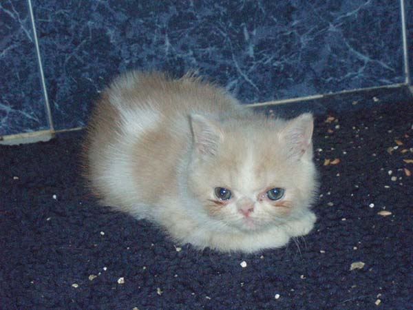 Exotic Cat