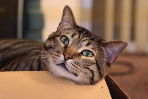 Ichabod Cat