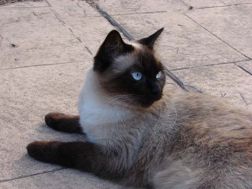 Layanese Cat photo