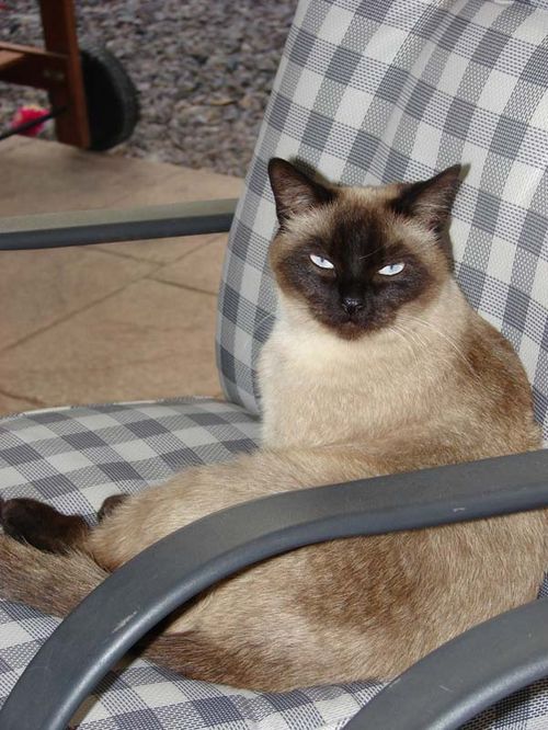 Layanese Cat photo