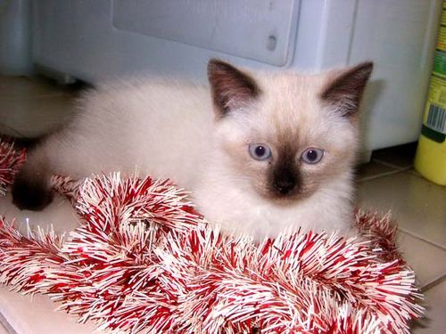 Layanese Cat