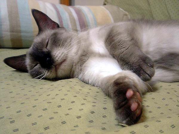 Munchkin Cat photo