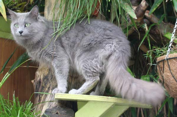Nebelung Cat