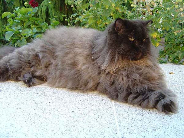 Persian Cat photo