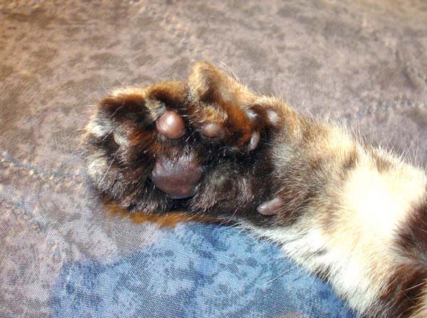 American Polydactyl Cat