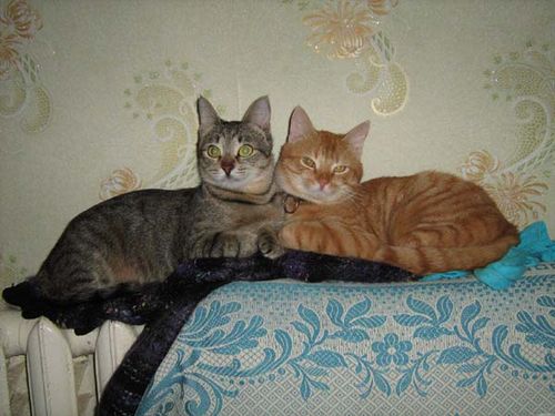 Russian Cat photo