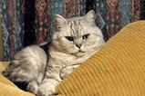 British Shorthair Cat