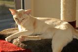 Burmese
