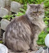 Maine Coon Cat