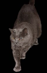 Chartreux Cat