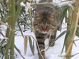 Dragon Li Cat