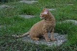 German Rex Cat