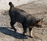 Japanese Bobtail Cat