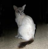 Javanese Cat