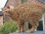 LaPerm Cat