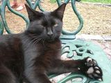 American Polydactyl Cat