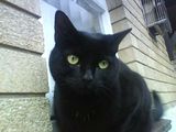 Bombay Cat