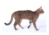 California Spangled Cat