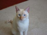 Colorpoint Shorthair Cat