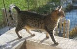 Egyptian Mau Cat
